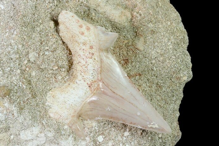Otodus Shark Tooth Fossil in Rock - Eocene #135846